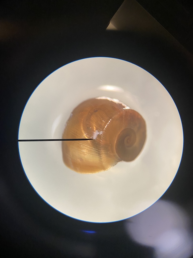 Ramshorn snails from Stone Oak Pkwy, San Antonio, TX, US on February 23