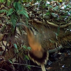 Long-tailed Hermit (Phaethornis superciliosus), photo 3