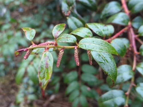 Leucothoe fontanesiana