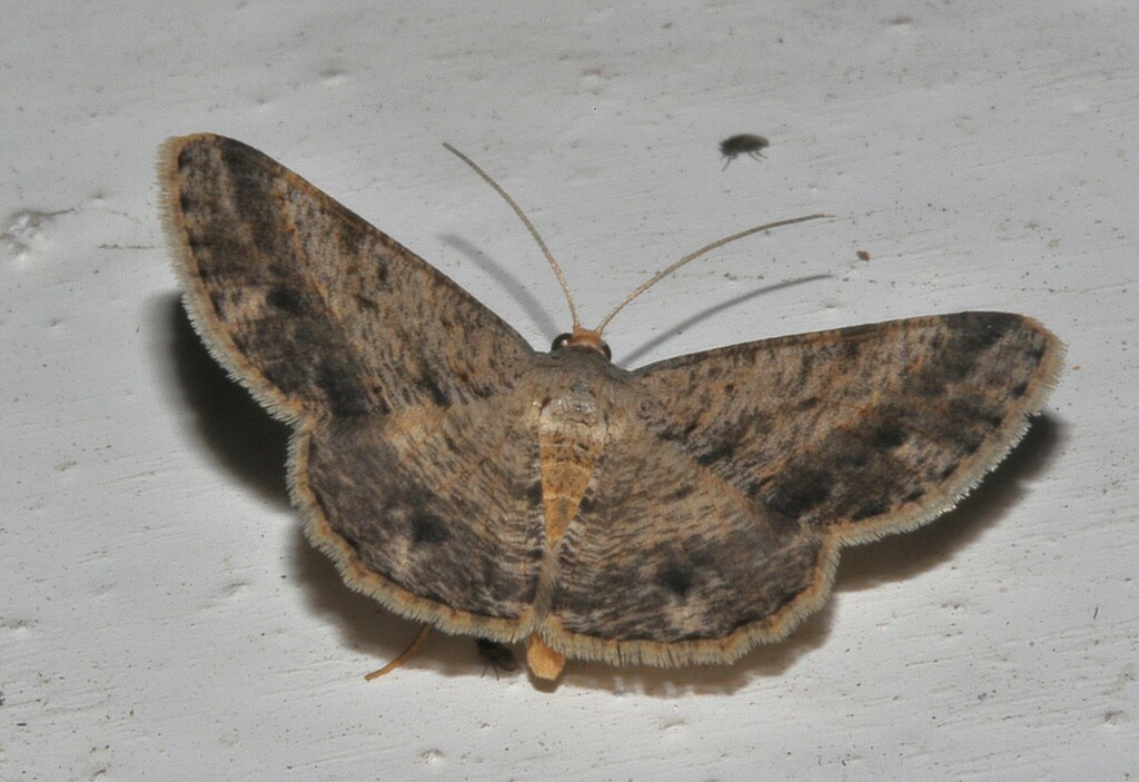 Isturgia averyi