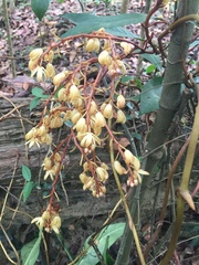 Erythrorchis altissima