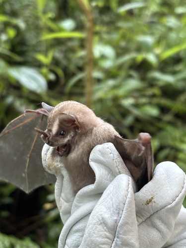 Great Stripe-faced Bat