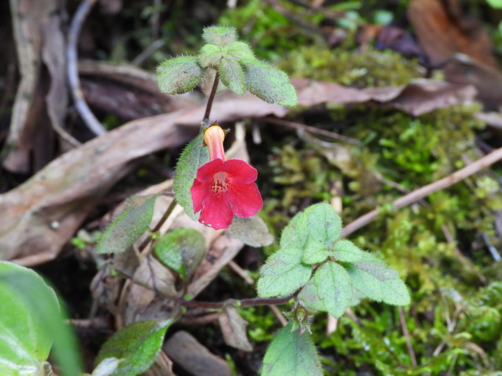 Achimenes erecta from Jamaica, Portland, Surrey County, JM on March 18 ...