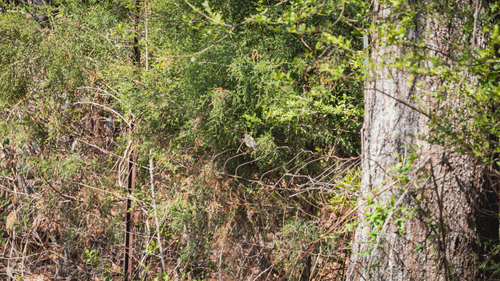 Ruby-crowned Kinglet photographed in Alabama