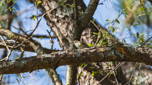 Myrtle Warbler photographed in Alabama