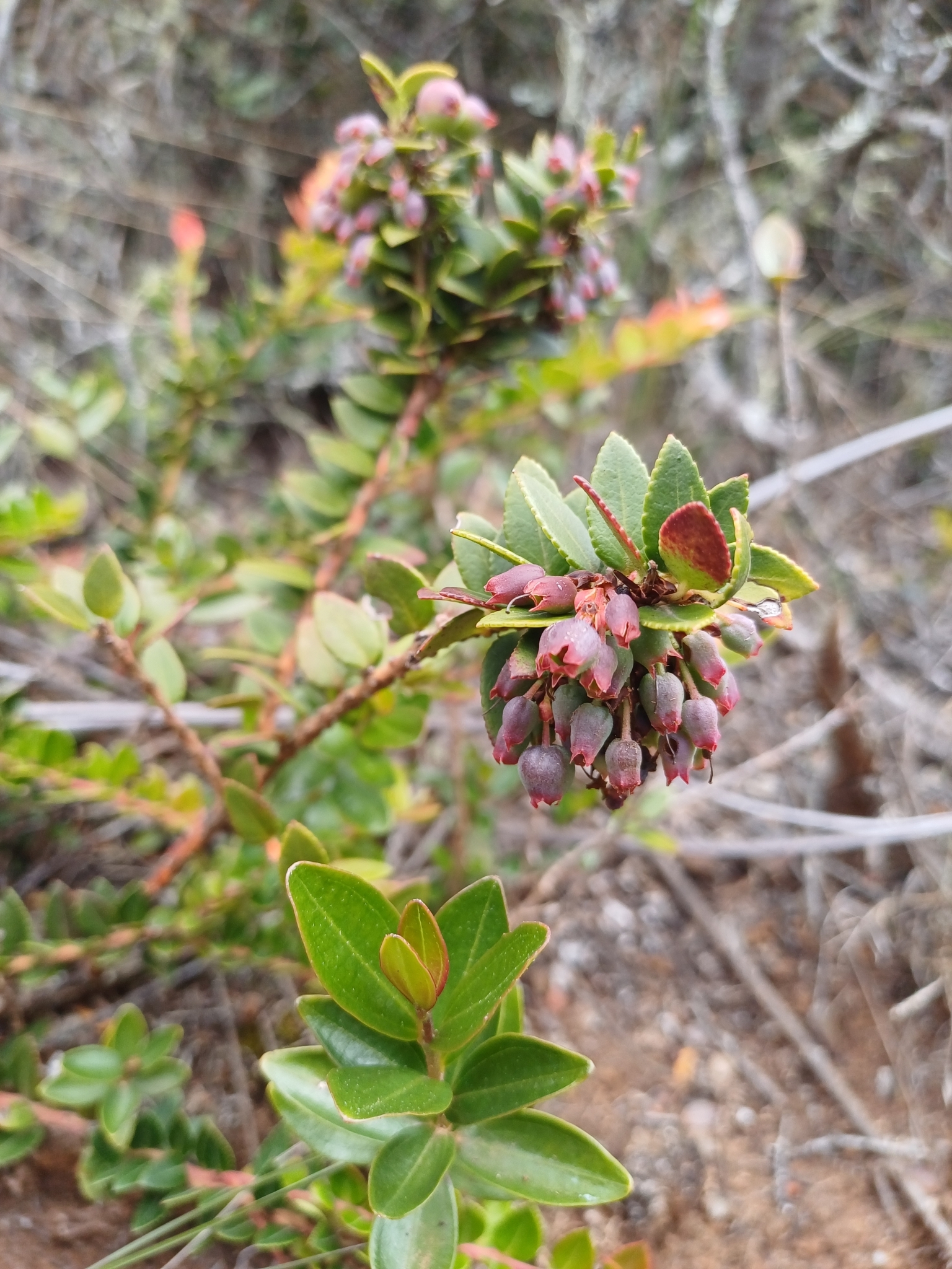 Vaccinium floribundum image