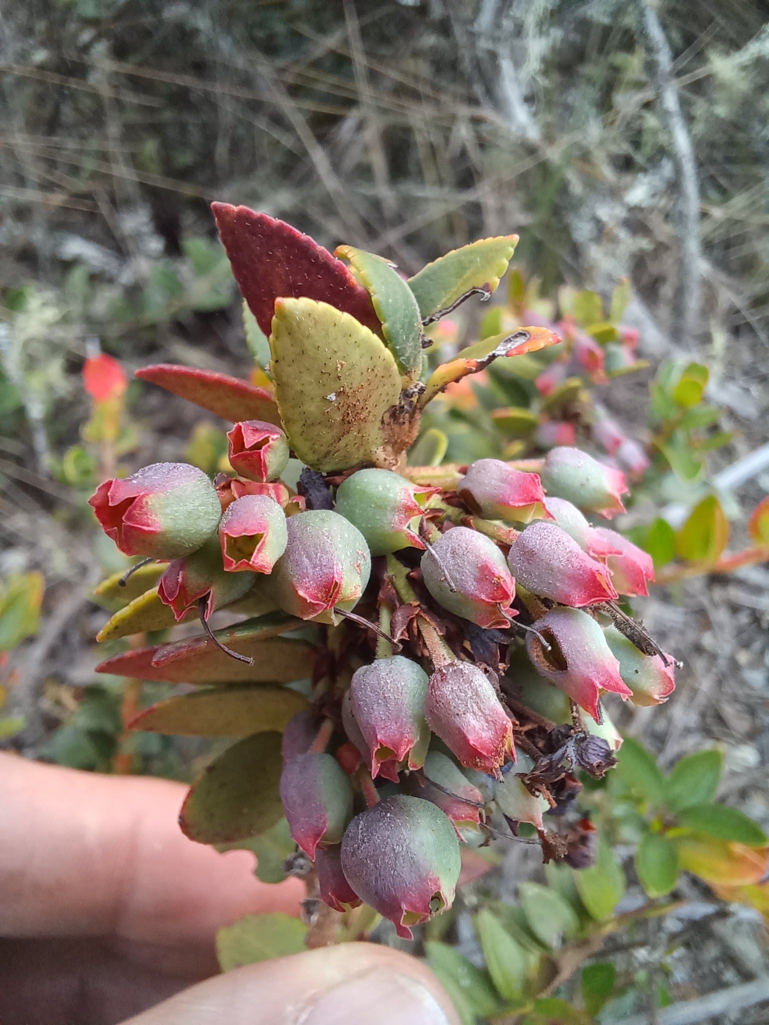 Vaccinium floribundum image