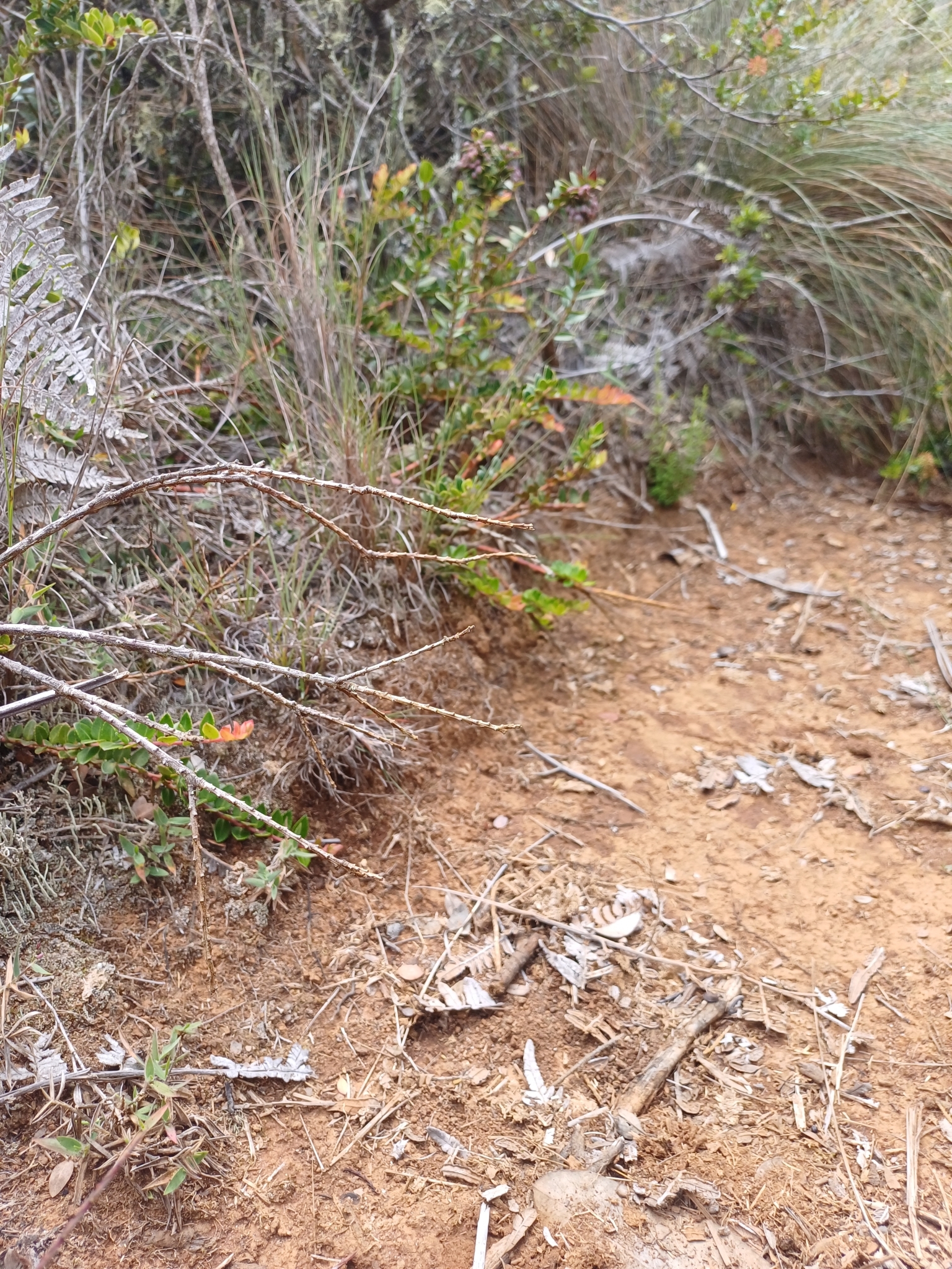 Vaccinium floribundum image