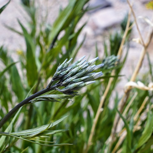 Image of Amsonia palmeri by (c) Andrew Tree, some rights reserved (CC BY)