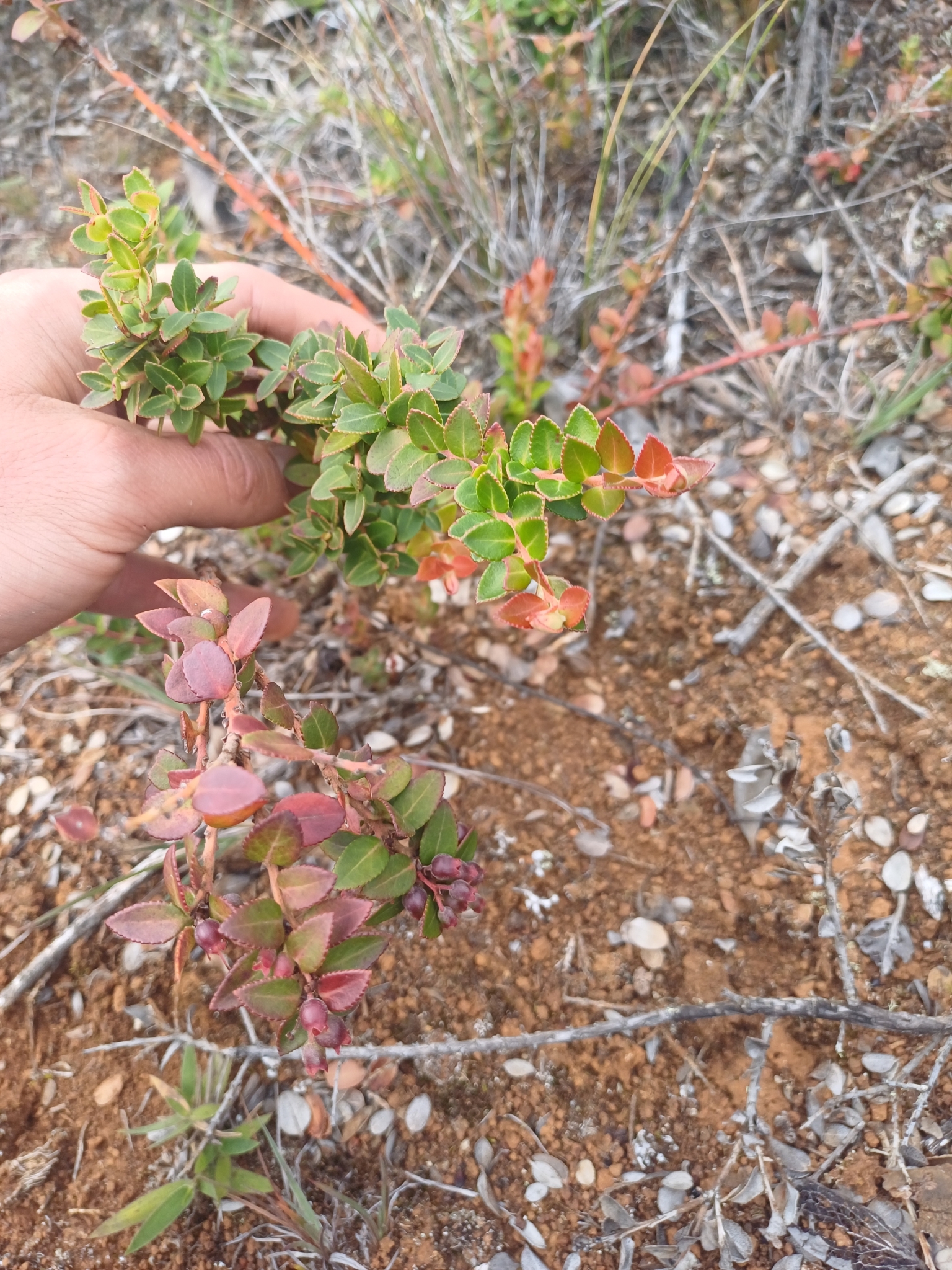 Vaccinium floribundum image