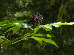 Sambucus racemosa melanocarpa