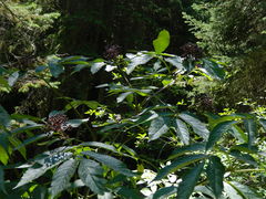 Sambucus racemosa melanocarpa