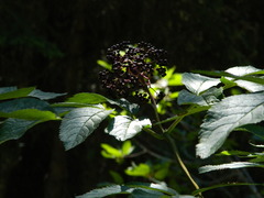 Sambucus racemosa melanocarpa