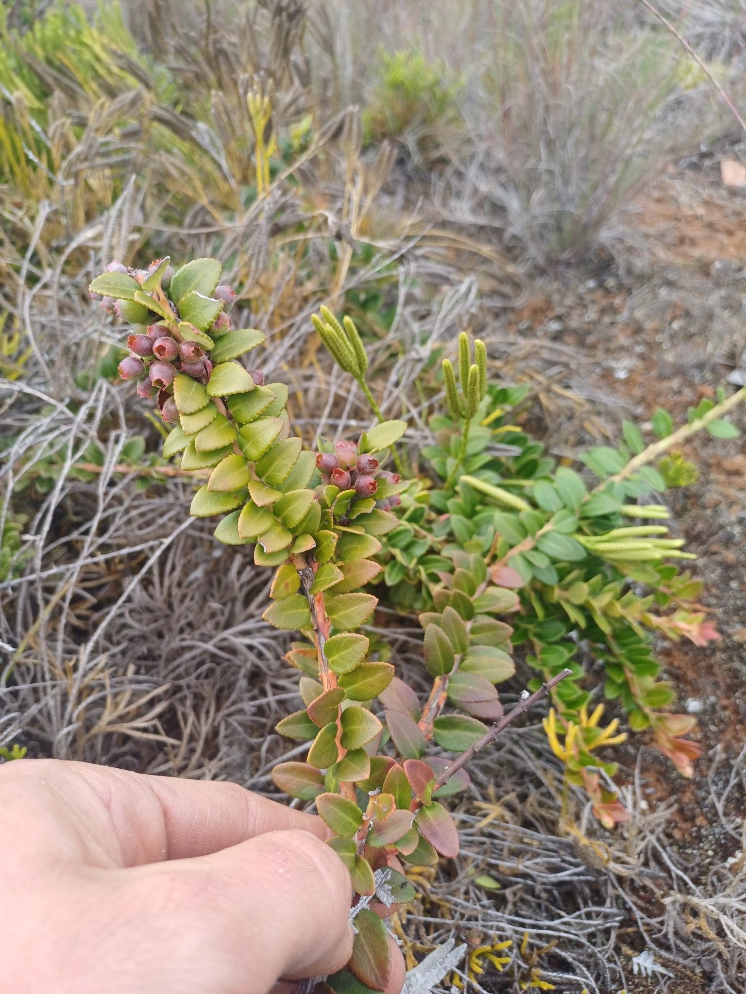Vaccinium floribundum image