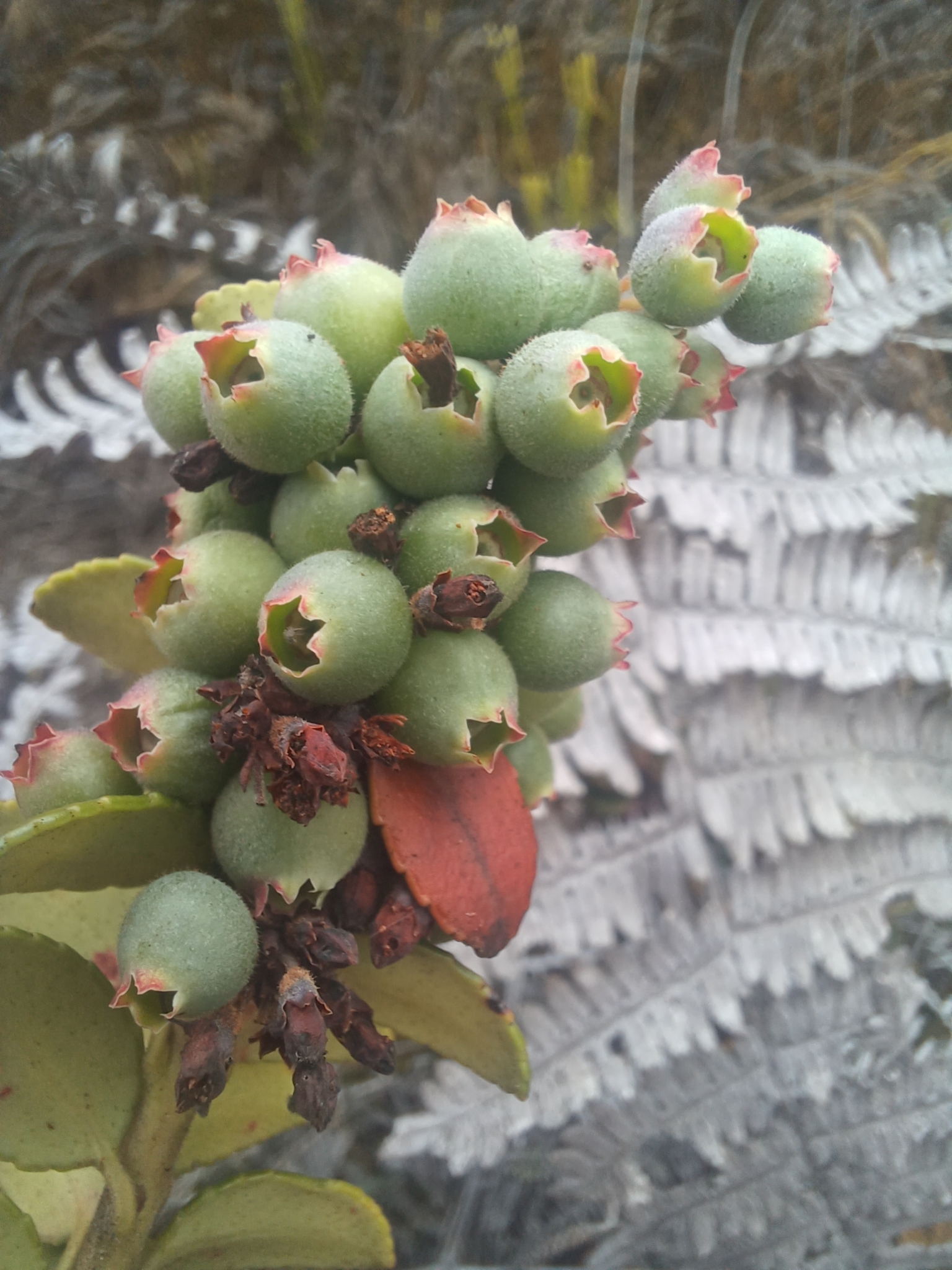 Vaccinium floribundum image