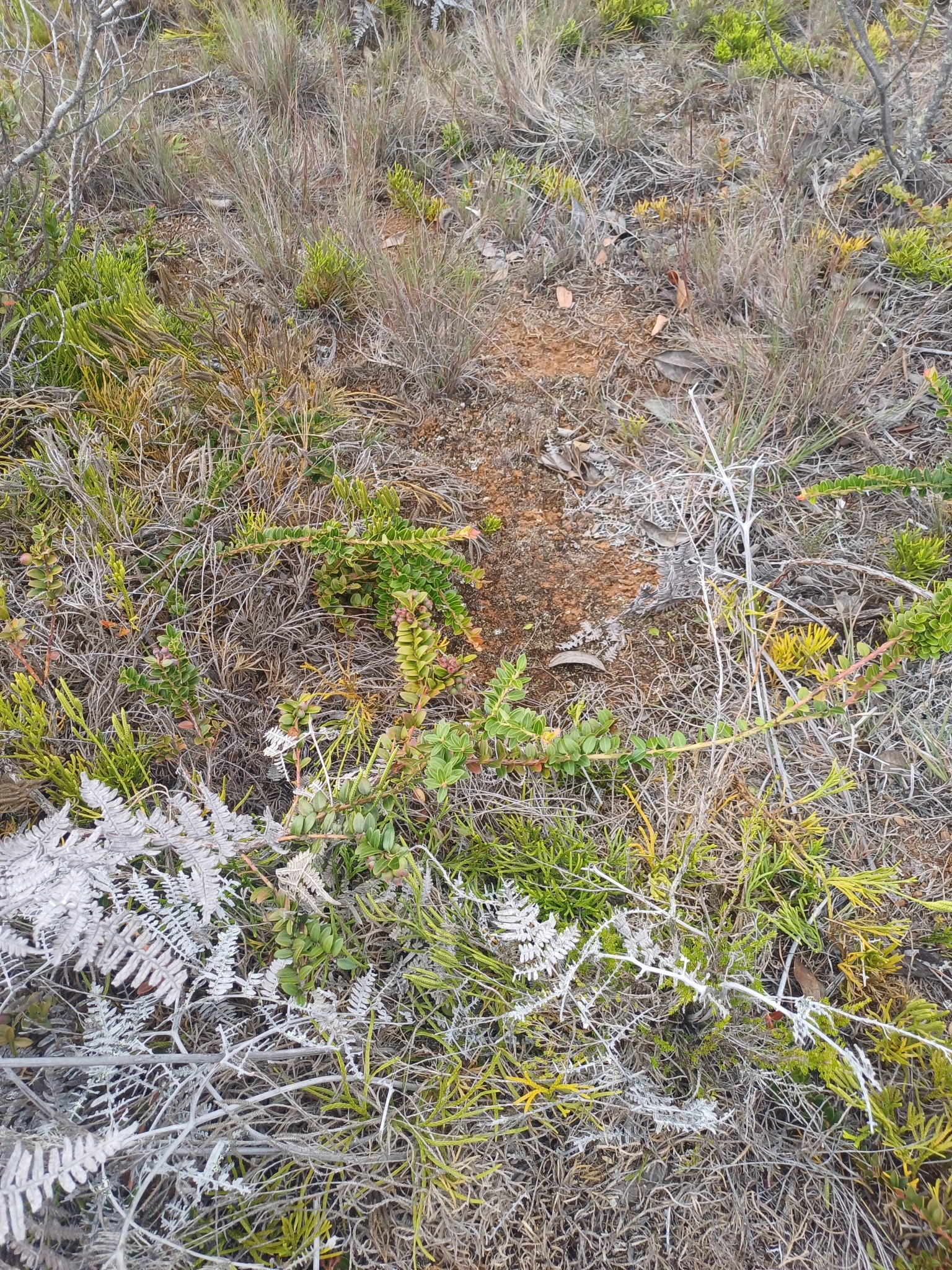 Vaccinium image