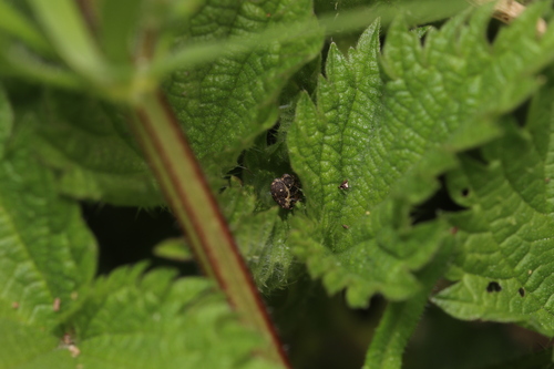Small Nettle Weevil, 1771 Wieringerwerf, Nederland, photo 7 of 10
