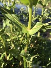 Veronica anagallis-aquatica