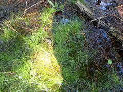 Eleocharis microcarpa