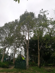 Melaleuca leucadendra