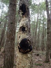 Inonotus obliquus sterilis