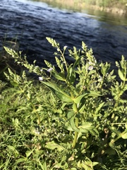 Veronica anagallis-aquatica