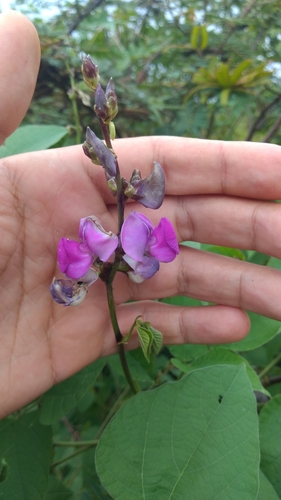 Image of Lablab purpureus by (c) luccasfernandes, some rights reserved (CC BY-SA)
