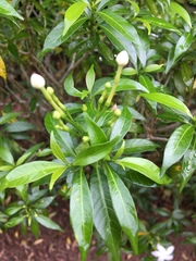 Tabernaemontana corymbosa