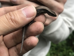 Pholidobolus montium