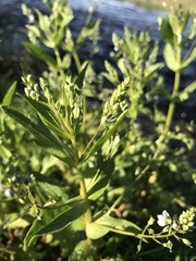 Veronica anagallis-aquatica