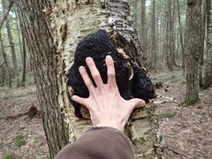 Inonotus obliquus sterilis