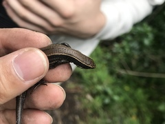 Pholidobolus montium