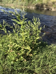 Veronica anagallis-aquatica