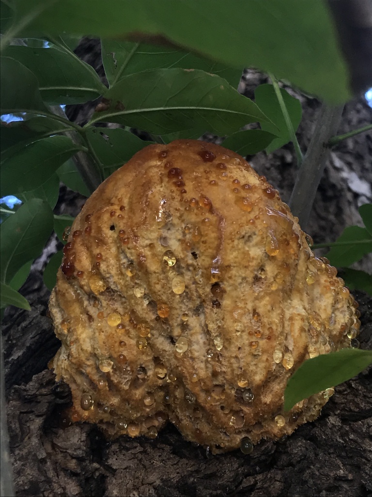 Inonotus rickii · March 2024 · photo: © tutitah (iNaturalist, cc0)