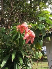 Mussaenda erythrophylla