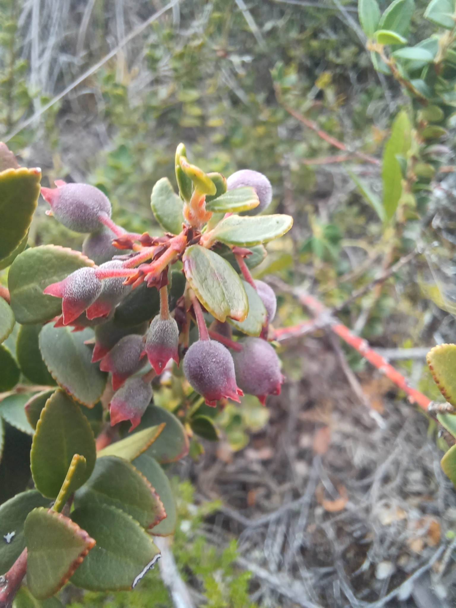Vaccinium image
