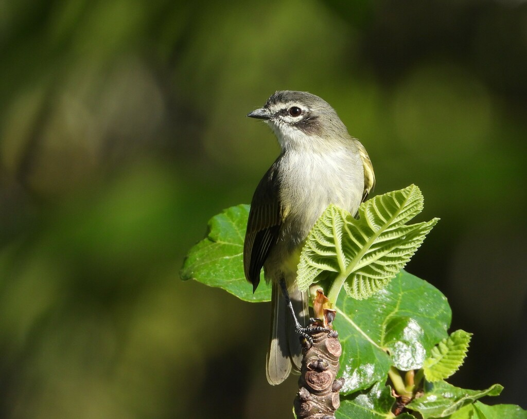 Venezuelan Tyrannulet (Zimmerius petersi) photo