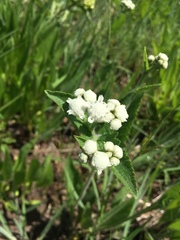 Parthenium hispidum