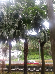 Trachycarpus fortunei