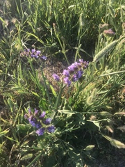 Limonium sinuatum