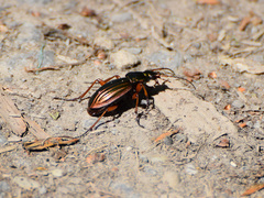 Carabus auratus
