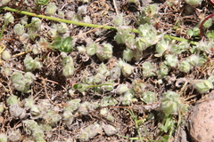 Psilocarphus brevissimus