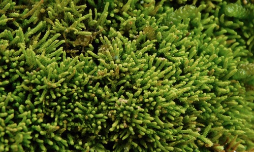 Image of Claopodium rostratum by (c) Michael J. Papay, some rights reserved (CC BY)
