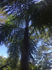 Bactris gasipaes