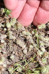 Psilocarphus brevissimus