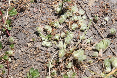 Psilocarphus brevissimus