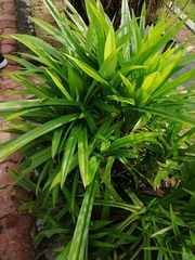 Pandanus amaryllifolius