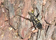 Neoclytus conjunctus