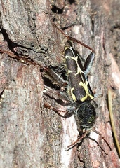Neoclytus conjunctus