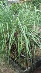 Cymbopogon nardus